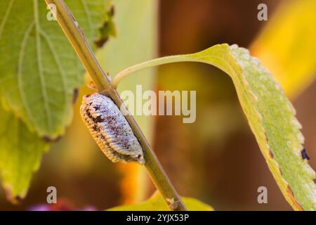 Praying Mantis Egg case (Ootheca ) on a plant stem in a Southern California Garden . USA Stock Photo