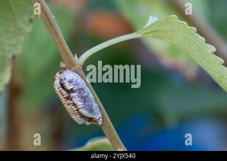 Praying Mantis Egg case (Ootheca ) on a plant stem in a Southern California Garden . USA Stock Photo