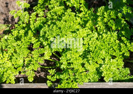 Issaquah, Washington, USA.  Curly parsley plant growing in a raised garden bed Stock Photo