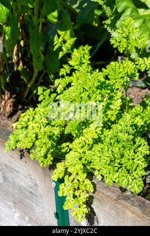 Issaquah, Washington, USA.  Curly parsley plant growing in a raised garden bed Stock Photo