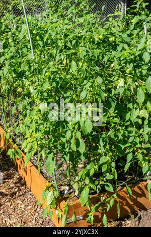 Issaquah, Washington, USA. Tomatillo plants growing in a raised bed garden Stock Photo