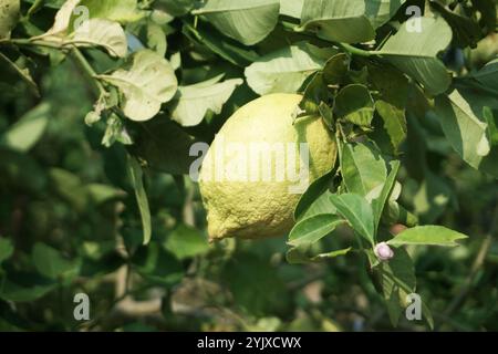 fresh lemons on tree in organic garden Stock Photo