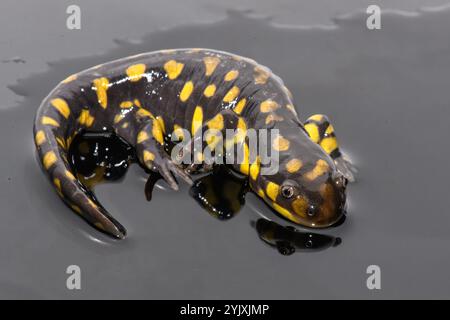 Tiger Salamander (Ambystoma tigrinum) Stock Photo