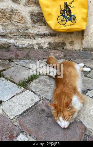 Sleeping red-and-white stray cat on a sunny day in the old town of Kotor, Montenegro Stock Photo