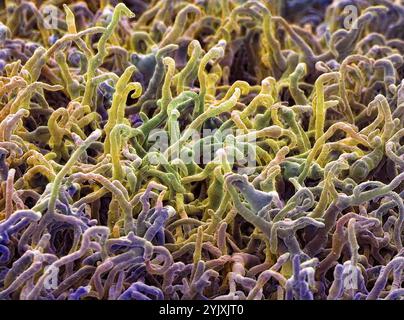 Fungal hyphae, SEM Stock Photo