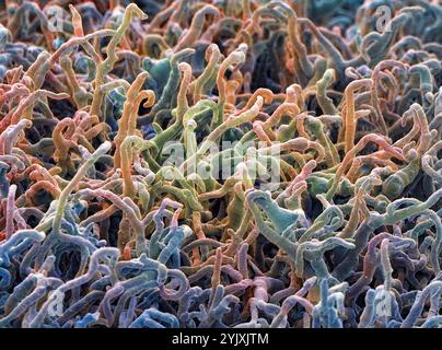 Fungal hyphae, SEM Stock Photo