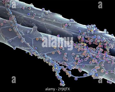 Fungal spores. Coloured scanning electron micrograph (SEM) of the spores of an unidentified fungus on a cats hair. Magnification: x300 when printed at 10 centimetres wide. Stock Photo