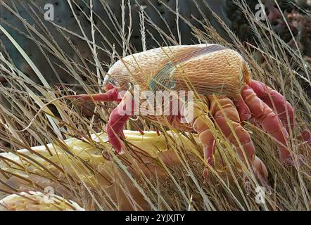 Bee mite. Coloured scanning electron micrograph (SEM) of a bee mite (Subclass Acari). These parasitic mites attach to the body of the bee and weaken it by sucking haemolymph, the insect's 'blood'. In doing this the mites can spread viruses to the bee. A significant mite infestation will lead to the death of a honey bee colony and may be a contributing factor to Colony Collapse Disorder (CCD). Magnification: x60 when printed 10 centimetres wide. Stock Photo