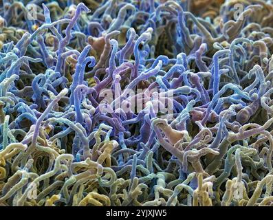 Fungal hyphae, SEM Stock Photo