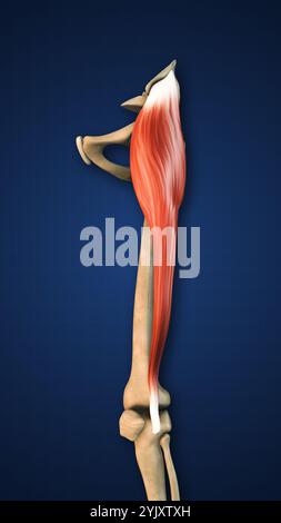 Tensor Fasciae Muscle with Lower Limb Stock Photo