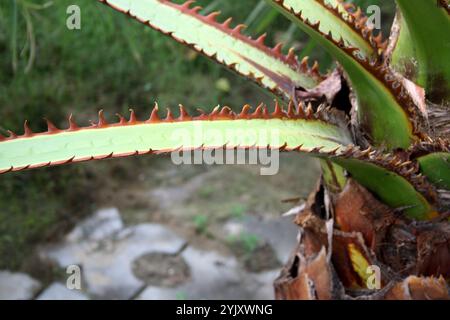 Chinese fan palm (Livistona chinensis) petioles (stalk that joins leaf to a stem) have sharp spines. Stock Photo