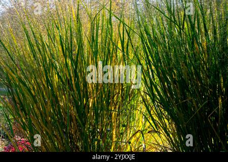 switchgrass (Panicum virgatum Stock Photo - Alamy