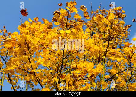Yellow autumn leaves on branches blue sky background Stock Photo
