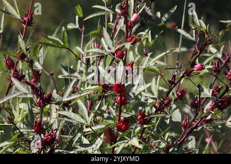 Red flowers of Roselle plant (Hibiscus sabdariffa) Stock Photo