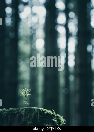 In a serene forest, a tiny green plant grows from a moss-covered stump, surrounded by tall trees. Soft morning light filters through the foliage, crea Stock Photo