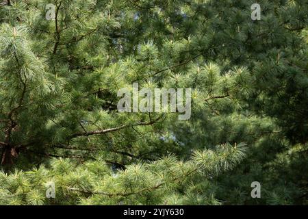 Blooming evergreen pine tree with pine cones, background of pine branches. Stock Photo