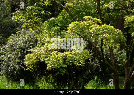 Tranquil Park Landscape Bathed in Morning Sunlight Stock Photo