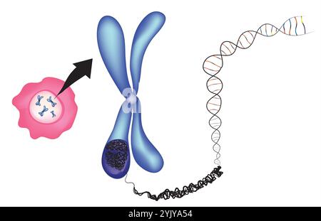 Chromosome and DNA Stock Vector