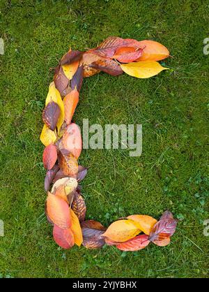 The letter C formed from colorful autumn leaves on green background Stock Photo