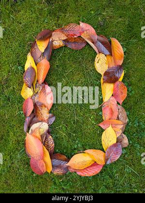 The letter D formed from colorful autumn leaves on green background Stock Photo