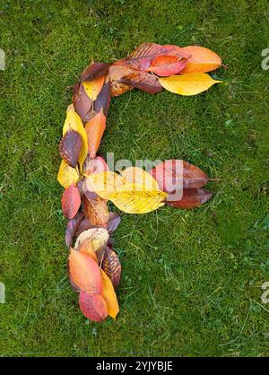 The letter F formed from colorful autumn leaves on green background Stock Photo