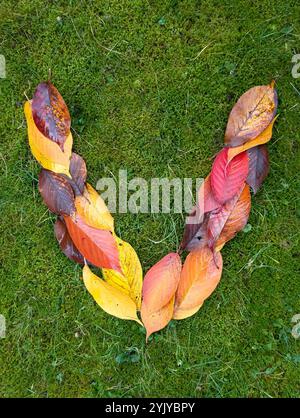 The letter V formed from colorful autumn leaves on green background Stock Photo