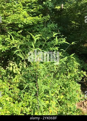 Small Woodland Sunflower (Helianthus microcephalus Stock Photo - Alamy