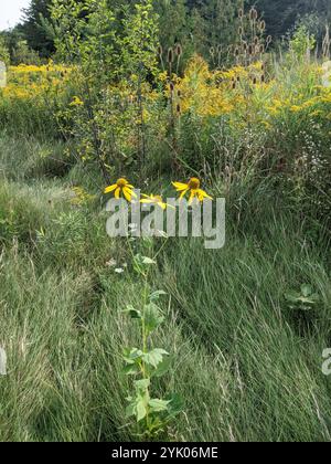 Stiff Sunflower (Helianthus pauciflorus) Stock Photo