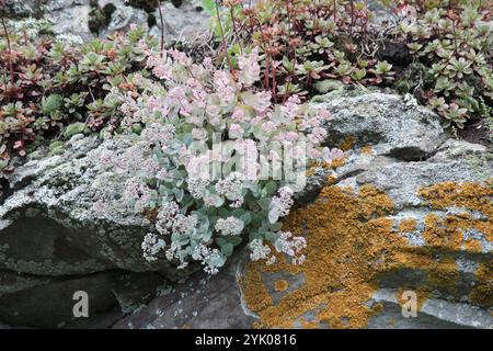 Pink Mongolian Stonecrop (Hylotelephium ewersii) Stock Photo