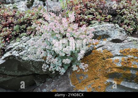 Pink Mongolian Stonecrop (Hylotelephium ewersii) Stock Photo