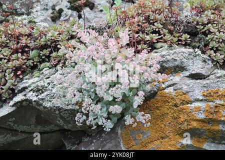 Pink Mongolian Stonecrop (Hylotelephium ewersii) Stock Photo