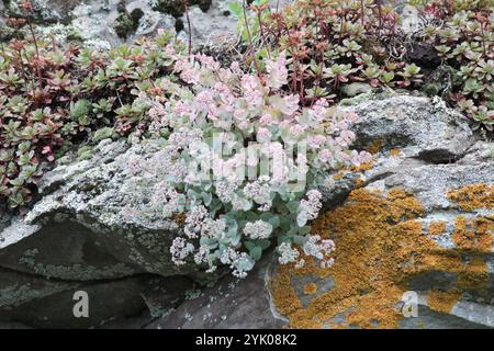 Pink Mongolian Stonecrop (Hylotelephium ewersii) Stock Photo