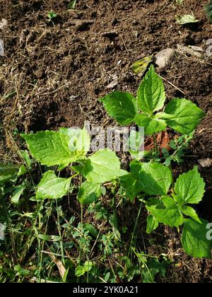 Canada clearweed (Pilea pumila) Stock Photo