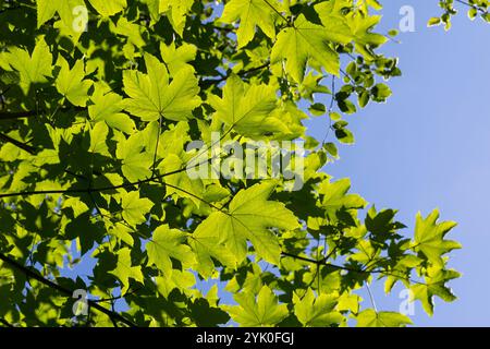 Berg-Ahorn, Bergahorn, Ahorn, Acer pseudoplatanus, Sycamore, Erable sycomore, sycamore maple, L’érable sycomore, Blatt, Blätter, leaf, leaves Stock Photo