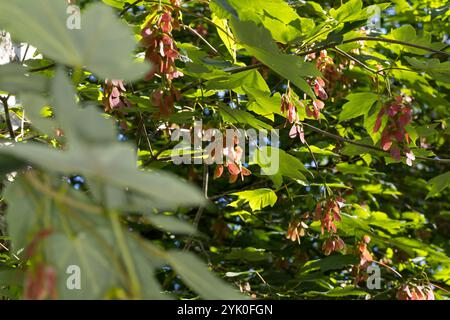 Berg-Ahorn, Bergahorn, Früchte, fruchtend, Ahorn, Acer pseudoplatanus, Sycamore, Erable sycomore, sycamore maple, fruit, L’érable sycomore Stock Photo