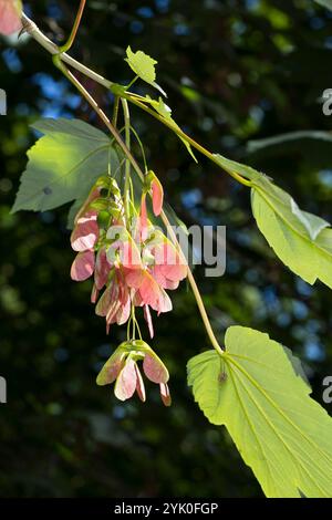 Berg-Ahorn, Bergahorn, Früchte, fruchtend, Ahorn, Acer pseudoplatanus, Sycamore, Erable sycomore, sycamore maple, fruit, L’érable sycomore Stock Photo