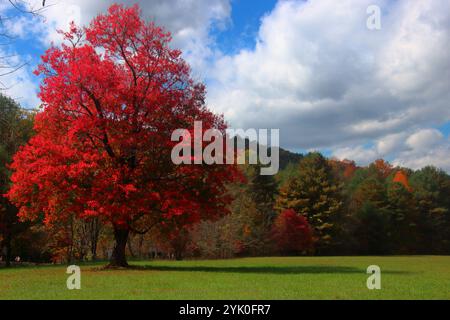 Sugar Maple Tree in fall with red leaves Stock Photo