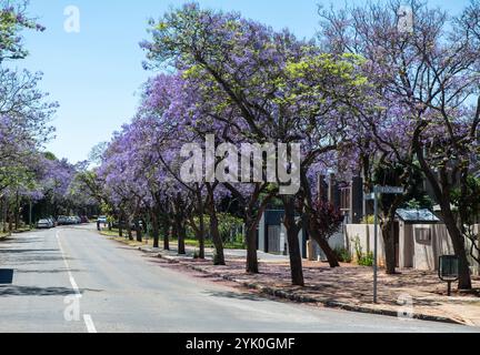 Jacaranda Trees blooming in a Pretoria street, Johannesburg, South Africa Stock Photo