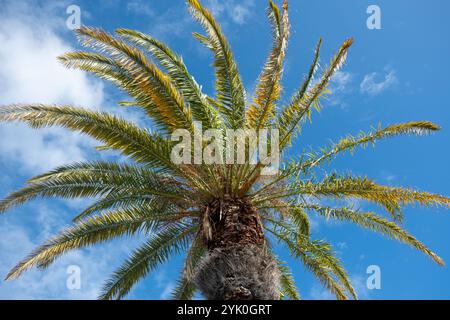 Palm tree on blue cloudy sky background, Coconut tree view from below, sunny day Stock Photo