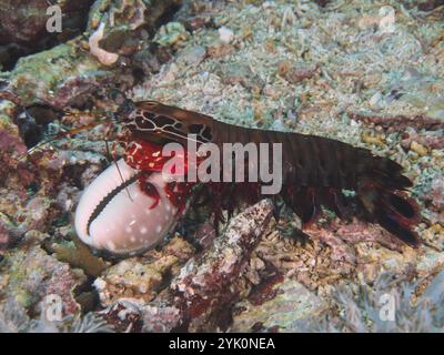 Mantis shrimp with red legs, clown mantis shrimp (Odontodactylus scyllarus), holding a white shell on the sandy bottom, dive site Toyapakeh, Nusa Ceni Stock Photo