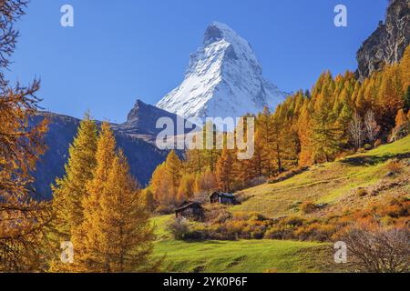 Matterhorn 4478m with golden yellow larches in autumn, Zermatt, Mattertal, Valais, Switzerland, Europe Stock Photo