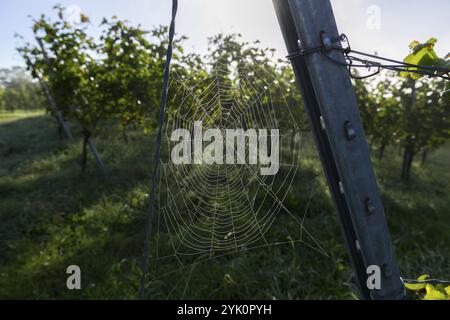 Spider web wetted by morning dew on a steel post in a vineyard, Korb-Steinreinach, Rems Valley, Baden-Wuerttemberg, Germany, Europe Stock Photo