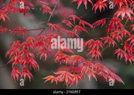 Japanese fan maple (Acer palmatum Trompenburg), autumn colours, Emsland, Lower Saxony, Germany, Europe Stock Photo