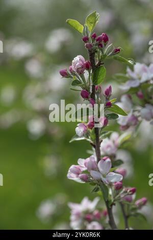 Apple blossom branch (Malus), Bavaria, Germany, Europe Stock Photo