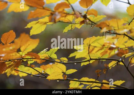 Late autumn in the Moritzburg Forest. Moritzburg, Saxony, Germany, Europe Stock Photo