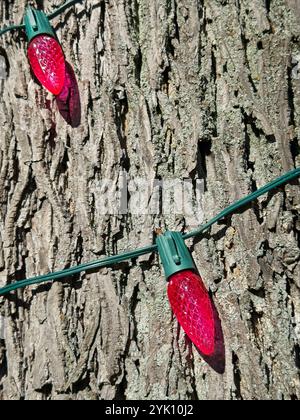 Closeup of a pair of pink Christmas lights strung on a tree trunk Stock Photo
