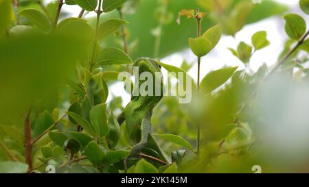 Close-up Green chameleon looks very calm hiding among the green leaves. With its blending body color, it is almost invisible to an un observant eye. Stock Photo