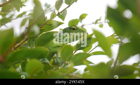 Closeup Green chameleon looks very calm hiding among the green leaves. With its blending body color, it is almost invisible to an un observant eye. Stock Photo