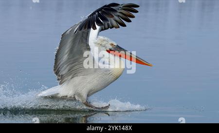 Landing Dalmatian Pelican on Lake Kerkini in Greece Stock Photo