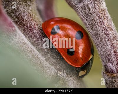 Detailed macro shot of a ladybug with vibrant red shell and black spots, nestled on a textured fuzzy plant stem. The image captures the beauty and tra Stock Photo